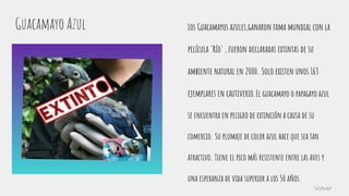 Guacamayo Azul Los Guacamayos azules,ganaron fama mundial con la
película 'Río' , fueron declaradas extintas de su
ambiente natural en 2000. Solo existen unos 163
ejemplares en cautiverio.El guacamayo o papagayo azul
se encuentra en peligro de extinción a causa de su
comercio. Su plumaje de color azul hace que sea tan
atractivo. Tiene el pico más resistente entre las aves y
una esperanza de vida superior a los 50 años.
Volver
 