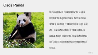 Osos Panda
Los pandas están en peligro de extinción ya que la
deforestación les quita su comida. Nacen 48 pandas
(aprox) al año y solo 45 sobrevivieron de lo que va del
año. tienen una esperanza de vida de 20 años en
libertad. aunque en cautiverio viven 38 años (aprox)
pero les cuesta mucho reproducirse fuera de su habitat
natural.
Volver
 