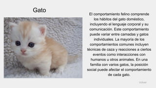 Gato
El comportamiento felino comprende
los hábitos del gato doméstico,
incluyendo el lenguaje corporal y su
comunicación. Este comportamiento
puede variar entre camadas y gatos
individuales. La mayoría de los
comportamientos comunes incluyen
técnicas de caza y reacciones a ciertos
eventos como interacciones con
humanos u otros animales. En una
familia con varios gatos, la posición
social puede afectar el comportamiento
de cada gato.
Volver
 