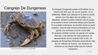 Cangrejo De Dungeness El cangrejo Dungeness puede confundirse con su
entorno tan bien que, de vez en cuando, no es
detectado. Meten sus cabezas en la arena cuando
sienten que hay algún tipo de peligro a su
alrededor, también pueden enterrar todo el cuerpo
en la arena si tienen suficiente tiempo para hacerlo.
Si no pueden enterrarse, se pondrán sobre su parte
posterior, para de esta manera enfrentarse con sus
garras a la amenaza y luchar contra ella.
El cangrejo también cuenta con garras con puntas
blancas y una cáscara de color pardusca. El
apareamiento ocurre durante todo el año. Un
cangrejo de Dungeness femenino puede llevar más
de 2,5 millones de huevos. Las hembras se
entierran en las playas hasta que los huevos
eclosionan.
Volver
 