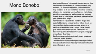 Mono Bonobo
Más conocido como chimpancé pigmeo, son un tipo
de chimpancé que tienen un comportamiento muy
extraño. Los bonobos tienen un comportamiento
muy parecido al de los humanos. Son muy sociales,
tal como los humanos. Los machos son violentos y
agresivos, mientras que las hembras son pasivas.
Suelen tener la cara negra, las orejas más pequeñas
y las piernas más largas.
Forman clanes y cuando las hembras llegan a la
pubertad tienden a emigrar a otras tribus donde se
hacen amigas de hembras mayores. Viven en la
República Democrática del Congo. Fue el último
gran simio descubierto por los científicos. Se
descubrió que los bonobos crean juegos para jugar
entre ellos y divertirse.
Se alimentan principalmente de frutos y hojas que
cosechan de los árboles.
La línea común bonobo/chimpancé se separó de la
línea evolutiva humana hace aproximadamente unos
seis millones de años.
Volver
 