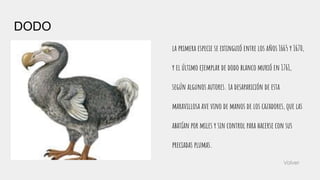 DODO
la primera especie se extinguió entre los años 1665 y 1670,
y el último ejemplar de dodo blanco murió en 1761,
según algunos autores. La desaparición de esta
maravillosa ave vino de manos de los cazadores, que las
abatían por miles y sin control para hacerse con sus
preciadas plumas.
Volver
 