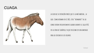 CUAGA
la culpa de su extinción parece que es la más habitual, la
caza. Como aﬁrman en El País, estos “hermanos” de las
cebras fueron frecuentemente cazados durante el siglo XVII
en la zona de Sudáfrica, ya que resultaba ser una amenaza
para las cosechas de los colonos.
Volver
 