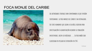 FOCA MONJE DEL CARIBE
Las autoridades federales han conﬁrmado lo que venían
sospechando: la foca monje del Caribe se ha extinguido.
Los seres humanos que cazan a esa dócil criatura para
investigación o alimentación dejaron su población
insostenible, dicen los biólogos. ... La foca había sido
clasiﬁcada en peligro de extinción en 1967.
Volver
 
