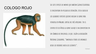 COLOGO ROJO
Las siete especies de monos que habitan Guinea Ecuatorial
se encuentran en peligro de extinción, esto a causa de
los cazadores furtivos quienes buscan su carne para
venderla en Malabo, capital del país africano. En el
centro este de África la carne salvaje se ha convertido en
un símbolo de opulencia, lo que, según la asociación
National Geographic, “amenaza a todos los animales
desde los roedores hasta los elefantes”.
Volver
 