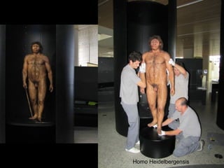 Homo Heidelbergensis

 