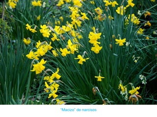 “Macizo” de narcisos
 