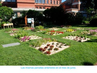 Las mismas parcelas anteriores en el mes de junio.
 