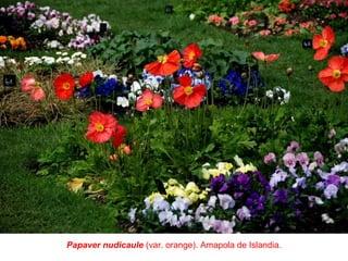 Papaver nudicaule (var. orange). Amapola de Islandia.
 