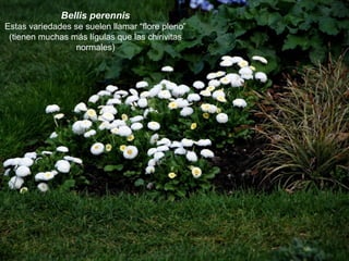 Bellis perennis
Estas variedades se suelen llamar “flore pleno”
(tienen muchas más lígulas que las chirivitas
normales)
 