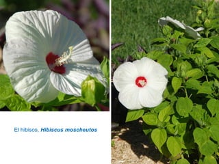 El hibisco, Hibiscus moscheutos
 
