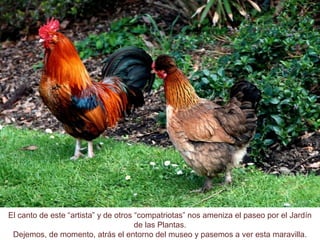 El canto de este “artista” y de otros “compatriotas” nos ameniza el paseo por el Jardín
de las Plantas.
Dejemos, de momento, atrás el entorno del museo y pasemos a ver esta maravilla.
 