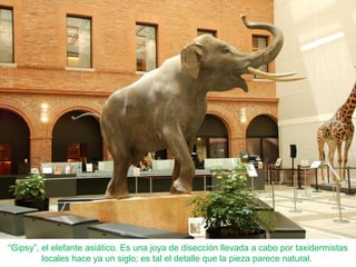 “Gipsy”, el elefante asiático. Es una joya de disección llevada a cabo por taxidermistas
locales hace ya un siglo; es tal el detalle que la pieza parece natural.
 