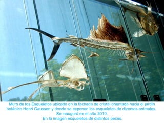 Muro de los Esqueletos ubicado en la fachada de cristal orientada hacia el jardín
botánico Henri Gaussen y donde se exponen los esqueletos de diversos animales.
Se inauguró en el año 2010.
En la imagen esqueletos de distintos peces.
 