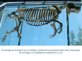 El montaje se ha hecho con un detalle y perfección que parece tener vida el esqueleto.
En la imagen un hipopótamo nadando en un río.
 