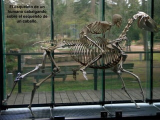 El esqueleto de un
humano cabalgando
sobre el esqueleto de
un caballo.
 