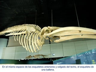 En el mismo espacio de los esqueletos anteriores y colgado del techo, el esqueleto de
una ballena.
 