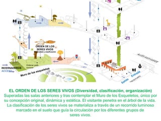 ORDEN DE LOS
SERES VIVOS
Diversidad y clasificación
INVERNADEROS
ACCESO
Ordenar para
conocer
Muro de los esqueletos
Entrada
Salida
EL ORDEN DE LOS SERES VIVOS (Diversidad, clasificación, organización)
Superadas las salas anteriores y tras contemplar el Muro de los Esqueletos, único por
su concepción original, dinámica y estética. El visitante penetra en el árbol de la vida.
La clasificación de los seres vivos se materializa a través de un recorrido luminoso
marcado en el suelo que guía la circulación por los diferentes grupos de
seres vivos.
 