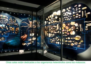 Otras salas están dedicadas a los organismos heterótrofos como los moluscos.
 