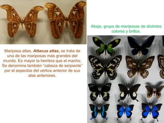 Mariposa atlas, Attacus atlas, se trata de
una de las mariposas más grandes del
mundo. Es mayor la hembra que el macho.
Se denomina también “cabeza de serpiente”
por el aspectos del vértice anterior de sus
alas anteriores.
Abajo, grupo de mariposas de distintos
colores y brillos.
 