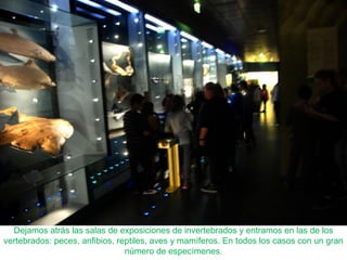 Dejamos atrás las salas de exposiciones de invertebrados y entramos en las de los
vertebrados: peces, anfibios, reptiles, aves y mamíferos. En todos los casos con un gran
número de especímenes.
 