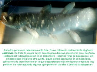 Entre los peces nos detenemos ante éste. Es un celacanto perteneciente al género
Latimeria. Se trata de un pez cuyos antepasados directos aparecieron en el devónico
(paleozoico) y desaparecieron en el carbonífero – pérmico (final de paleozoico). Sin
embargo esta línea tuvo otra suerte, siguió siendo abundante en el mesozoico,
sobrevivió a la gran extinción en la que desaparecieron los dinosaurios y todavía hoy
persiste. Se han capturado algunos ejemplares en las islas Comoras (Madagascar).
 