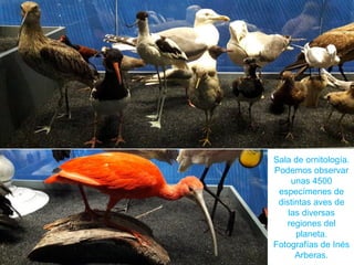 Sala de ornitología.
Podemos observar
unas 4500
especímenes de
distintas aves de
las diversas
regiones del
planeta.
Fotografías de Inés
Arberas.
 