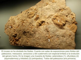 El museo no ha olvidado los fósiles. Cuenta con salas de exposiciones para fósiles del:
paleozoico, mesozoico, cenozoico y del cuaternario con especial énfasis a la evolución
del género homo. En la imagen una muestra de fósiles: asteroideos (1), ofiurideos (2)
(equinodermos) y trilobites (3) (artrópodos). Todos del paleozoico (era primaria).
1
3
2
 