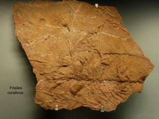 Fósiles
coralinos.
 