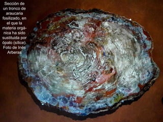 Sección de
un tronco de
araucaria
fosilizado, en
el que la
materia orgá-
nica ha sido
sustituida por
ópalo (sílice).
Foto de Inés
Arberas
 