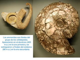 Los ammonites son fósiles del
grupo de los cefalópodos.
Aparecieron en el devónico (400
m.a.) en la era primaria y se
extinguieron a finales del cretácico
(66 m.a.) en la era secundaria.
 