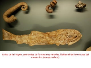 Arriba de la imagen, ammonites de formas muy variadas. Debajo el fósil de un pez del
mesozoico (era secundaria).
 