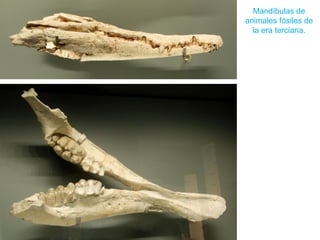Mandíbulas de
animales fósiles de
la era terciaria.
 