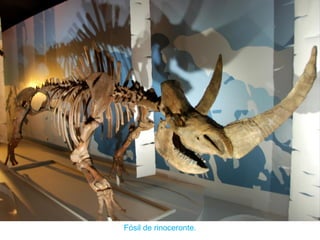 Fósil de rinoceronte.
 