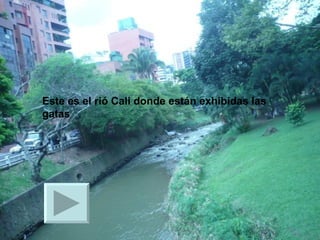 Este es el rió Cali donde están exhibidas las gatas 