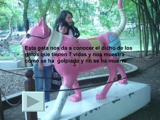 Esta gata nos da a conocer el dicho de los gatos que tienen 7 vidas y nos muestra como se ha  golpiado y no se ha muerto 