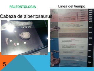 paleontologíaDividen la exposición en  la era paleozoica, mesozoica y cenozoica.Mesozoicase puede apreciar colmillos y huesos de mamuts2