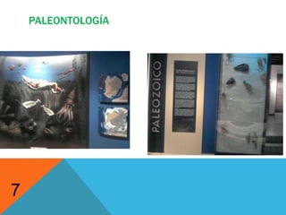 PaleontologíaCenozoicaSe pudo observar huesos de dinosaurios exclusivos de baja california como lo es el Albertosaurus4