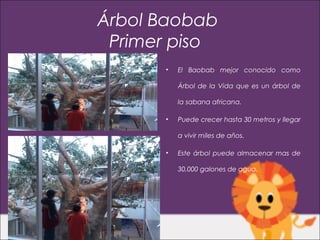 Árbol Baobab
 Primer piso
      •   El Baobab mejor conocido como

          Árbol de la Vida que es un árbol de

          la sabana africana.

      •   Puede crecer hasta 30 metros y llegar

          a vivir miles de años.

      •   Este árbol puede almacenar mas de

          30,000 galones de agua.
 