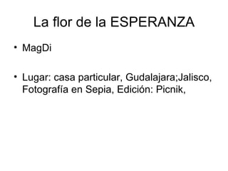 La flor de la ESPERANZA MagDi  Lugar: casa particular, Gudalajara;Jalisco, Fotografía en Sepia, Edición: Picnik,  