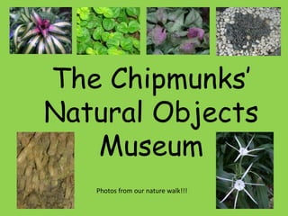 The Chipmunks’ Natural Objects Museum Photos from our nature walk!!! 