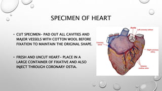 SPECIMEN OF HEART
• CUT SPECIMEN- PAD OUT ALL CAVITIES AND
MAJOR VESSELS WITH COTTON WOOL BEFORE
FIXATION TO MAINTAIN THE ...