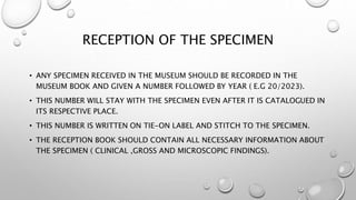 RECEPTION OF THE SPECIMEN
• ANY SPECIMEN RECEIVED IN THE MUSEUM SHOULD BE RECORDED IN THE
MUSEUM BOOK AND GIVEN A NUMBER F...