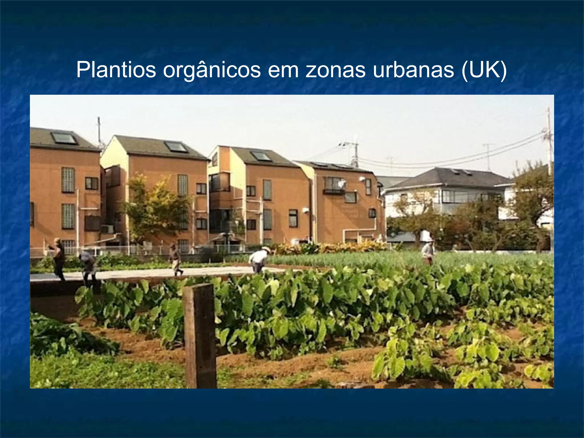 Plantios orgânicos em zonas urbanas (UK) 
 