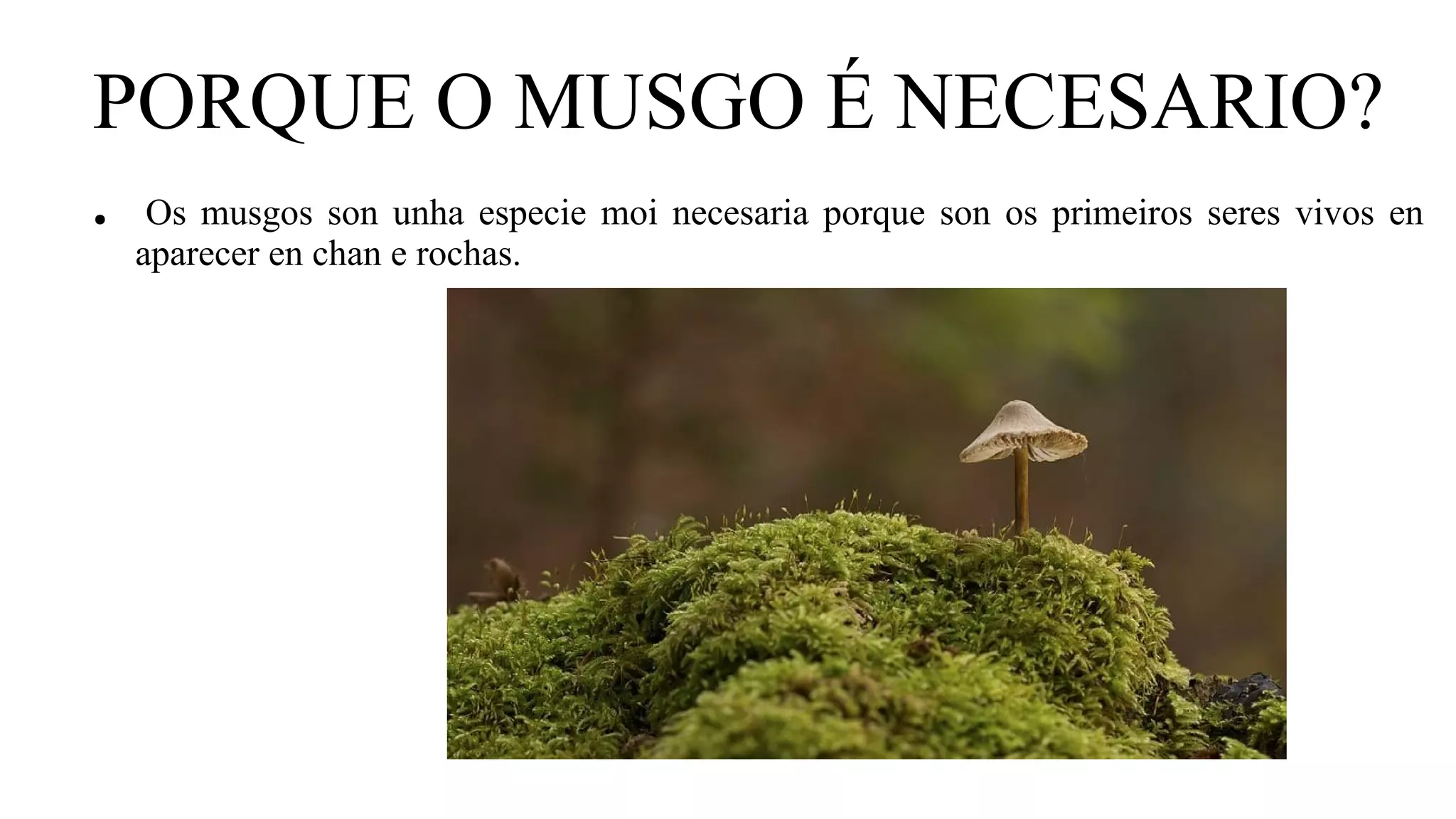 PORQUE O MUSGO É NECESARIO?
● Os musgos son unha especie moi necesaria porque son os primeiros seres vivos en
aparecer en chan e rochas.
 