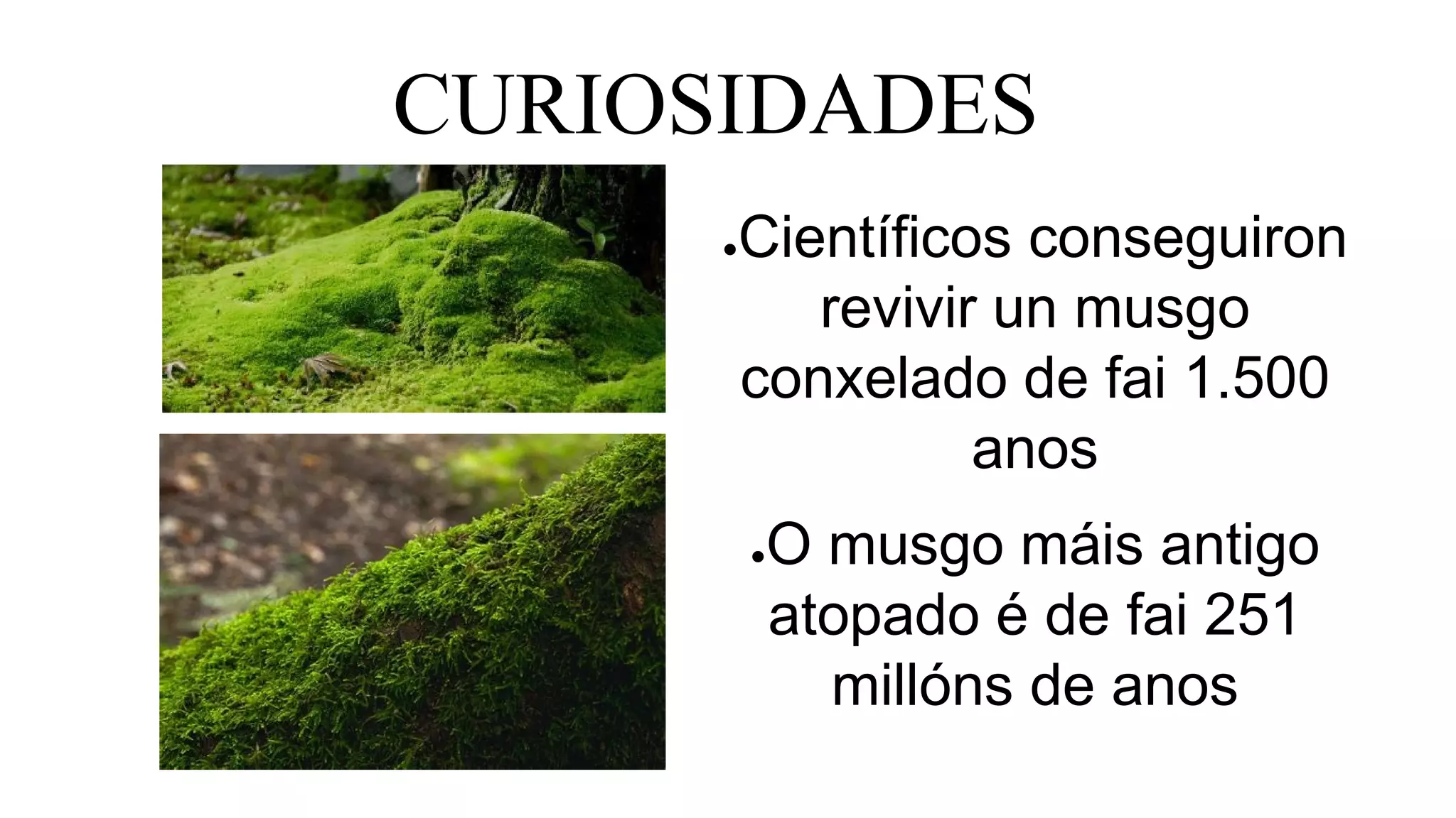 CURIOSIDADES
●Científicos conseguiron
revivir un musgo
conxelado de fai 1.500
anos
●O musgo máis antigo
atopado é de fai 251
millóns de anos
 