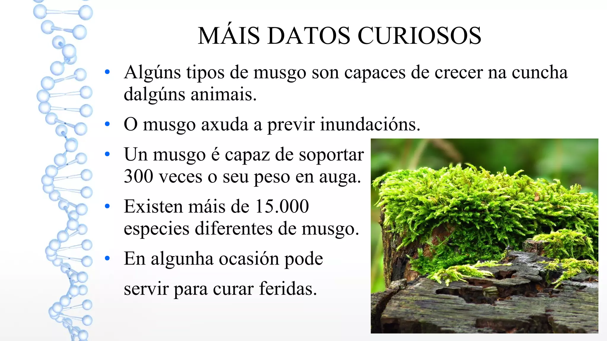 6
MÁIS DATOS CURIOSOS
●
Algúns tipos de musgo son capaces de crecer na cuncha
dalgúns animais.
●
O musgo axuda a previr inundacións.
●
Un musgo é capaz de soportar
300 veces o seu peso en auga.
●
Existen máis de 15.000
especies diferentes de musgo.
●
En algunha ocasión pode
servir para curar feridas.
 