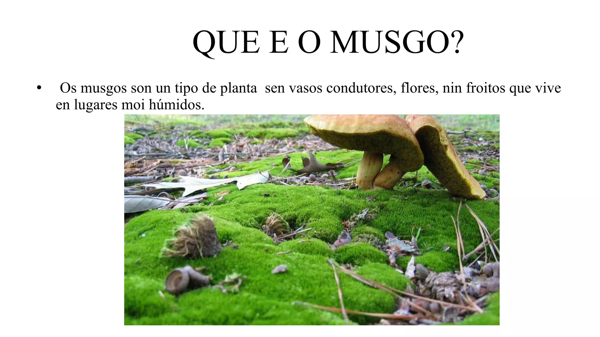 QUE E O MUSGO?
● Os musgos son un tipo de planta sen vasos condutores, flores, nin froitos que vive
en lugares moi húmidos.
 