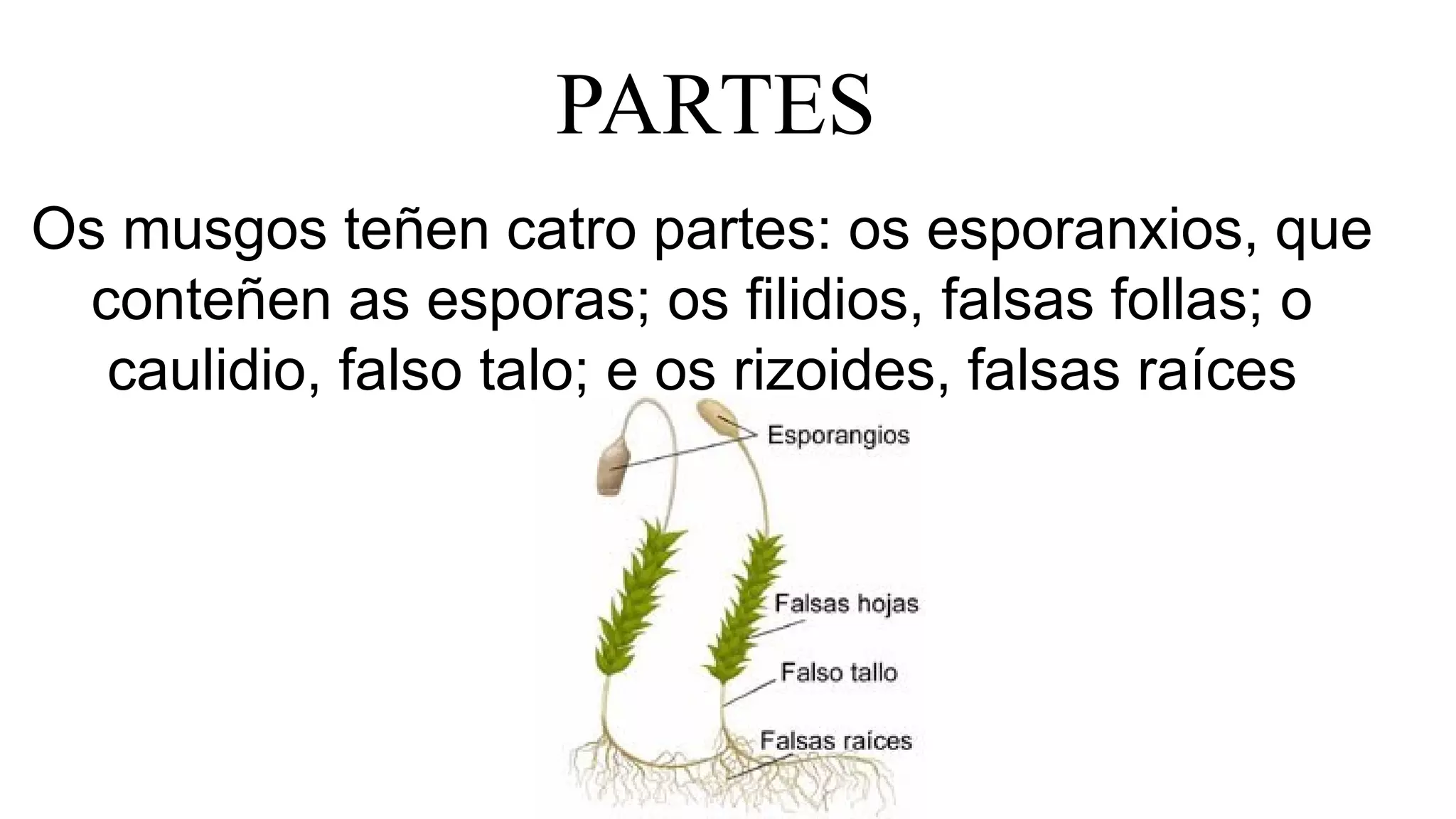PARTES
Os musgos teñen catro partes: os esporanxios, que
conteñen as esporas; os filidios, falsas follas; o
caulidio, falso talo; e os rizoides, falsas raíces
 