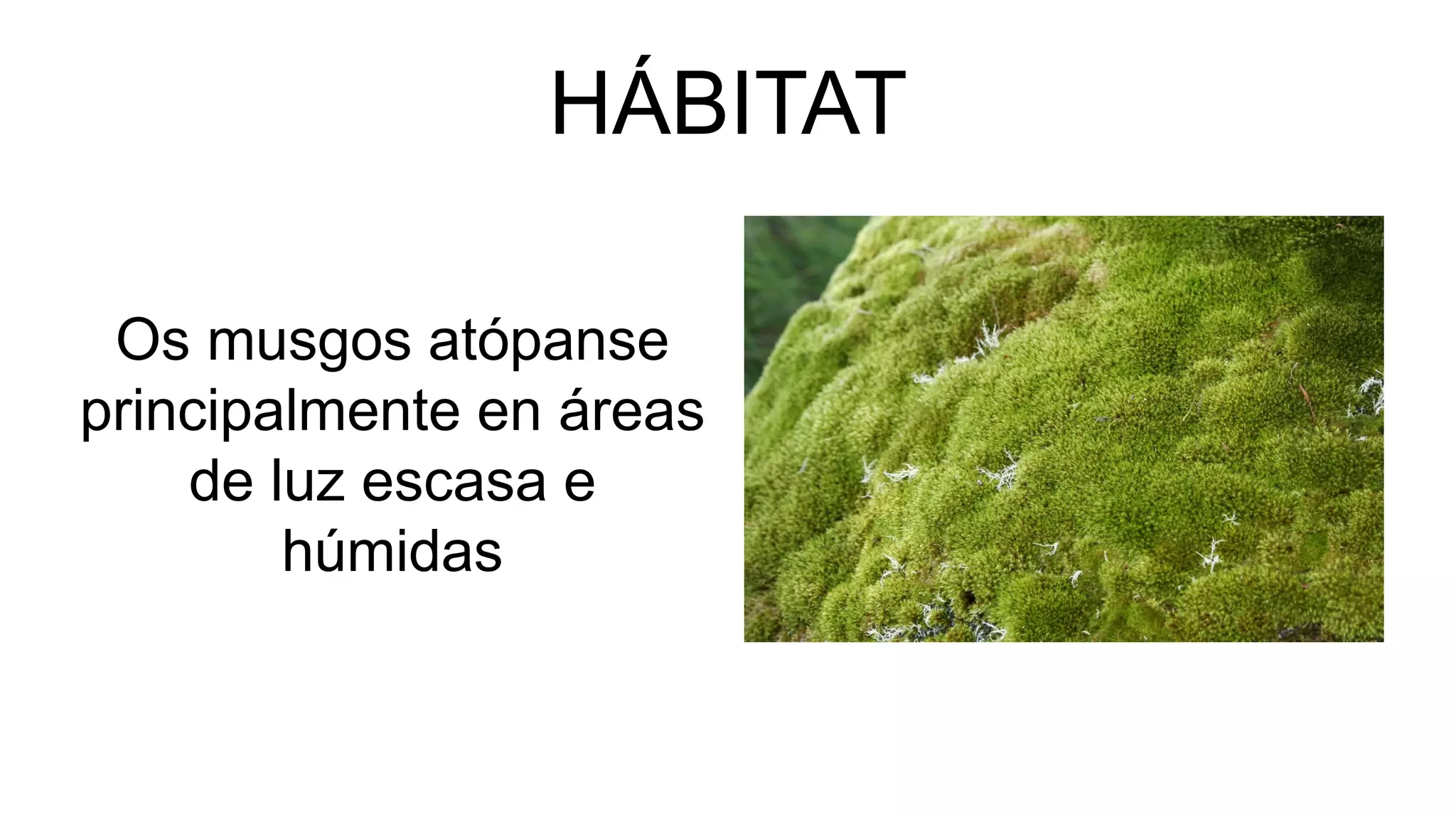 HÁBITAT
Os musgos atópanse
principalmente en áreas
de luz escasa e
húmidas
 